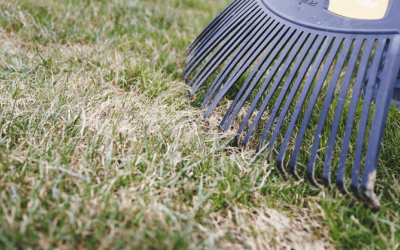 Pavasario darbai. Patarimais dalijasi agronomas – praktikas, „Sprendimai vejai“ įkūrėjas Valdemaras Mediekša.